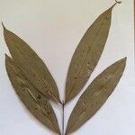 Myrcia magnoliifolia Leaf