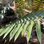 Encephalartos villosus Folha