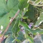 Solanum bonariense Hoja