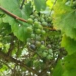 Vitis aestivalis Плод