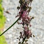 Allium carinatum फल