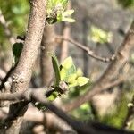 Daphne alpina Bark