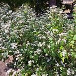 Ageratina adenophora Plante entière