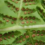 Athyrium distentifolium Vrucht