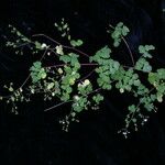 Boenninghausenia albiflora Habit