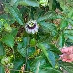 Passiflora edulis 花
