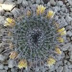 Mammillaria magnimamma Кара