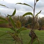 Salix nigra Leaf