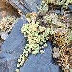 Sedum hirsutum Mbuma