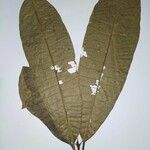 Himatanthus bracteatus Φύλλο