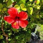 Hibiscus rosa-sinensis花