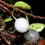 Sphyrospermum buxifolium Meyve