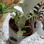 Senecio articulatus Leaf