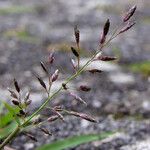 Eragrostis minor फूल