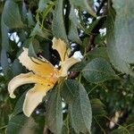 Ceiba insignis Flower