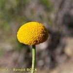 Leucanthemum virgatum その他の提案