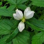 Chelone glabra Leaf