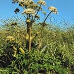 Angelica sylvestris Συνήθη χαρακτηριστικά