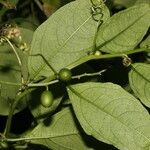 Cayaponia racemosa Leaf