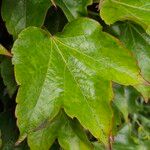 Parthenocissus tricuspidata Folio