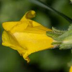 Mimulus guttatus Květ