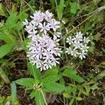 Allium canadense Fiore