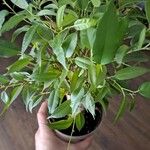 Ficus benjamina ഇല