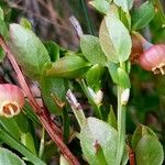 Vaccinium myrtillus 花