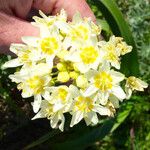 Toxicoscordion fremontii Flower