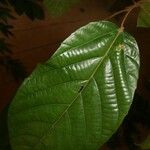 Conceveiba guianensis Лист