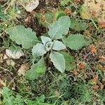 Verbascum boerhaviiBlad