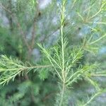 Melaleuca armillaris Blad