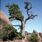 Juniperus osteosperma Hábito