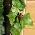 Hedera canariensis Other