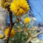 Acacia caven Blüte