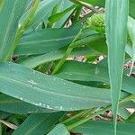 Setaria italica Leaf