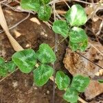 Vigna frutescens Blad