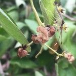 Ehretia amoena Fruto
