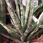 Dracaena angolensis Pokrój