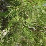 Pinus halepensis Листок