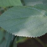 Laportea canadensis Leaf