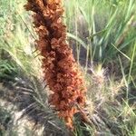 Orobanche elatior Blomma