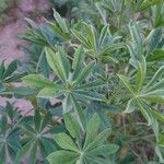 Lupinus luteus Blatt