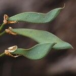 Craibia grandiflora Φρούτο