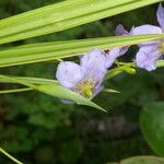 Alophia silvestris 花