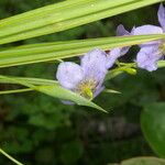 Alophia silvestris Flower