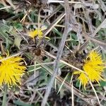 Centaurea solstitialis Fleur