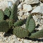 Opuntia basilaris 整株植物