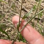 Crepis capillarisLeaf