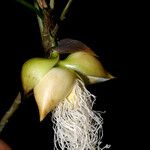 Asplundia microphylla Φρούτο